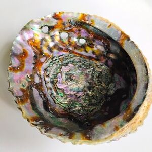 Large 6" x 5" Abalone Shell Rainbow Sea Green/Blue Smudging Shell Beach Decor